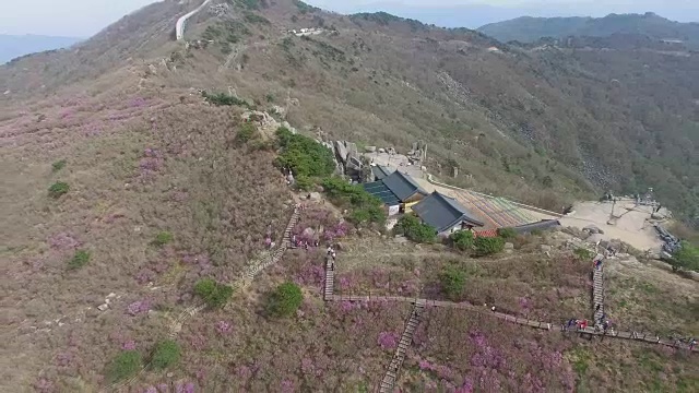 2018年4月26日-2018年4月26日金达拉杜鹃花盛开在Biseul山，大秋，韩国，亚洲视频素材