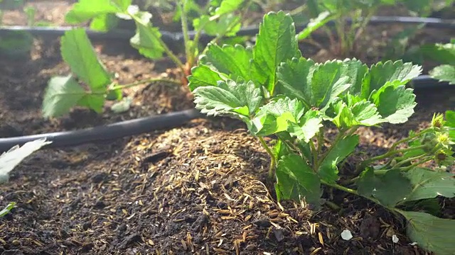 草莓农场，摄影车拍摄视频素材