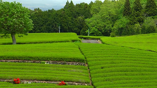 茶园视频素材