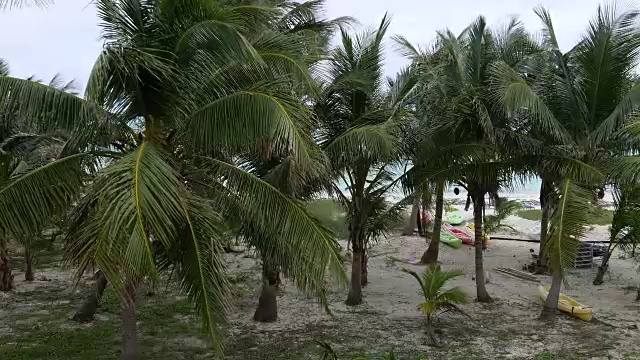 海滩边有椰子树视频素材