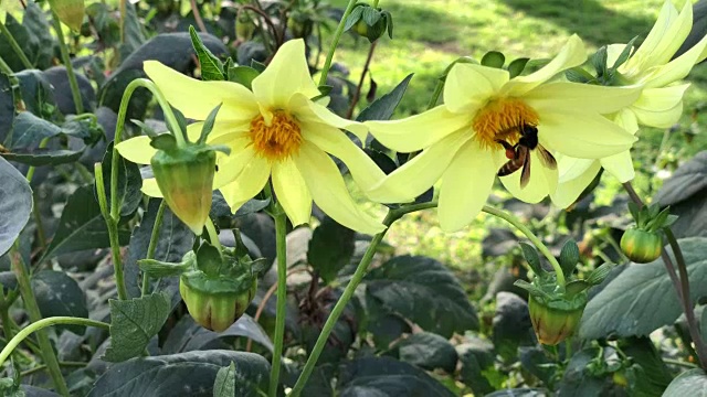 大黄蜂在黄花里视频素材