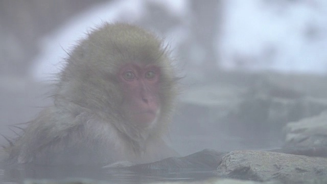 4k:温泉里的雪猴视频素材