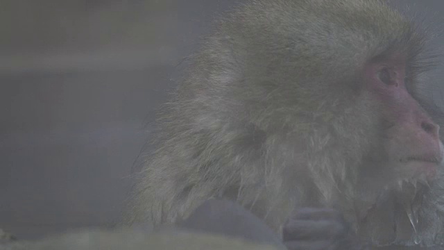 4k:温泉里的雪猴视频素材