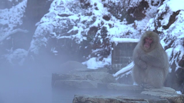 4k:温泉里的雪猴视频素材