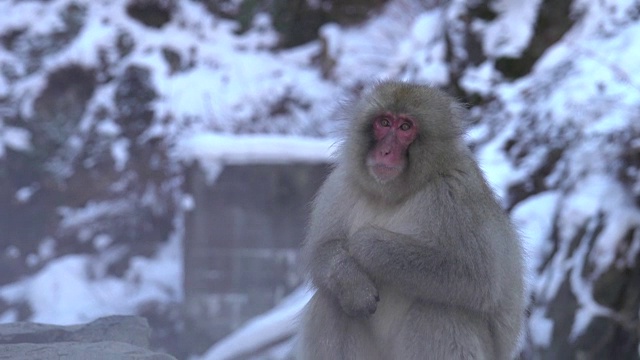 4k:温泉里的雪猴视频素材