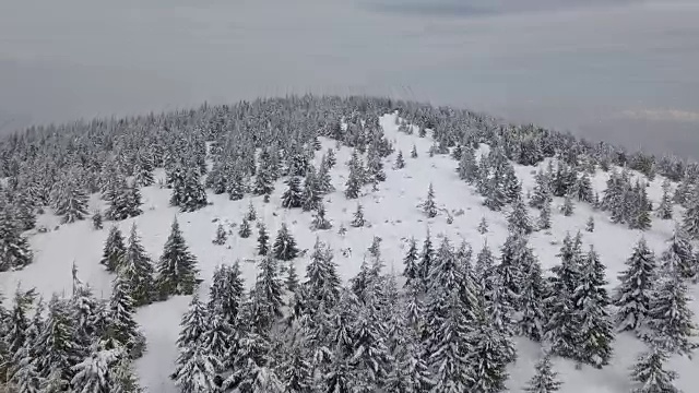 快速飞过冬天的积雪森林视频素材