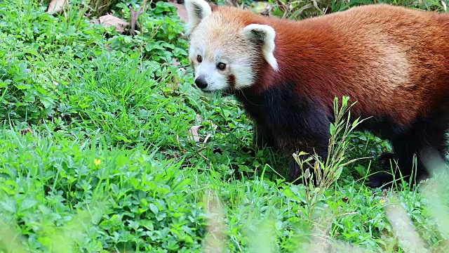 小熊猫吃草视频素材