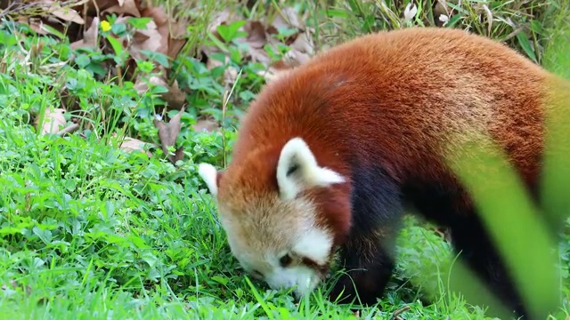 小熊猫吃草视频素材