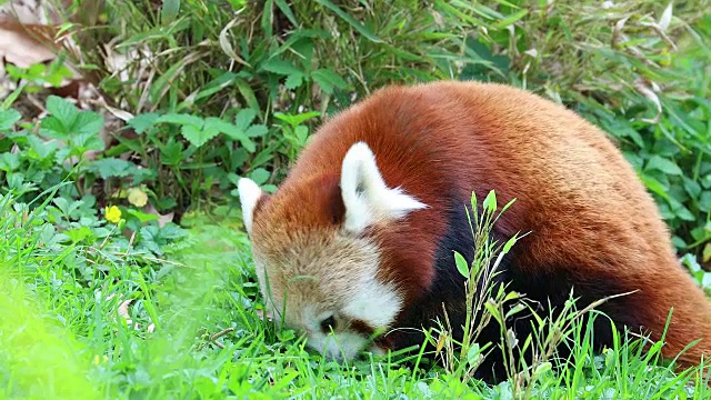 小熊猫吃草视频素材