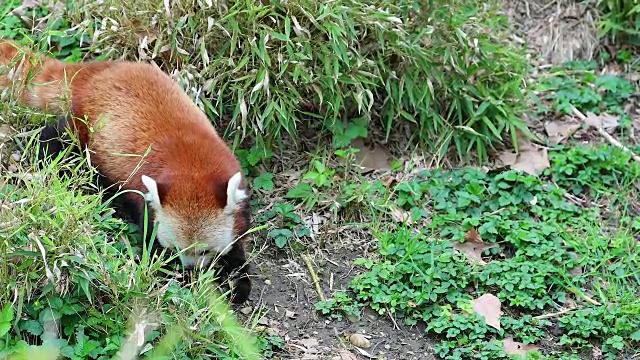 小熊猫吃草视频素材