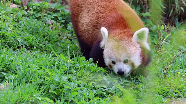 小熊猫吃草视频素材