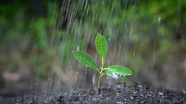 树在雨中发芽的慢镜头。视频素材