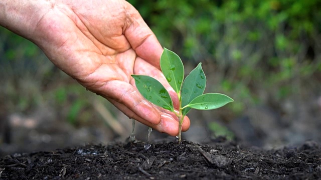 慢动作拍摄手给植物浇水。视频素材