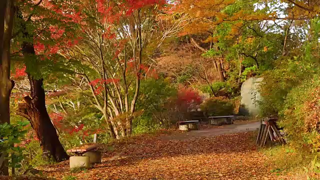 枫树公园。秋景刮风日。视频素材