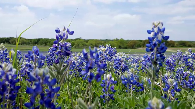 来自德克萨斯州奥斯汀的Bluebonnets视频素材