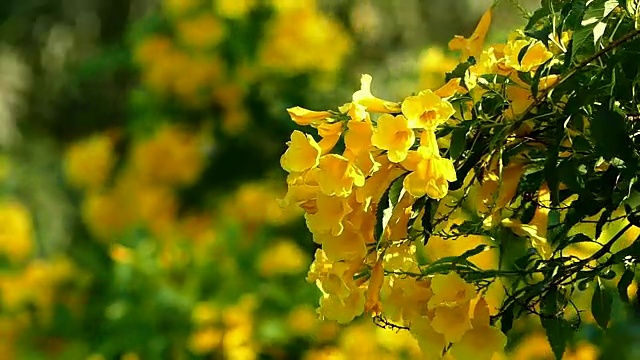 黄花在风中飘扬视频素材