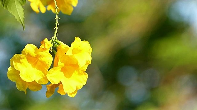 黄花在风中飘扬视频素材