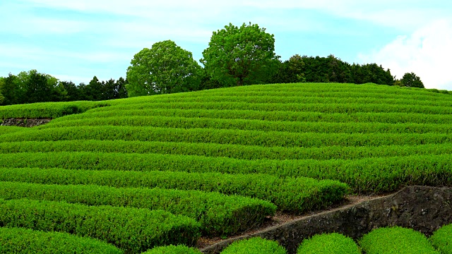 茶园视频素材