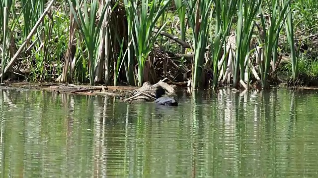 Teichralle bei Nahrungssuche auf Waldteich - Moorhen在森林池塘寻找食物视频下载