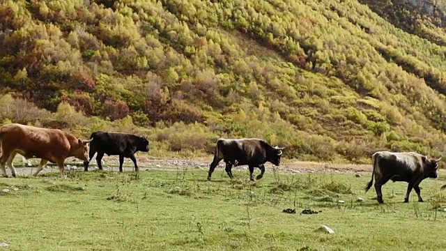 在Shkhara山脚下的山谷河流附近的一个令人惊叹的旅游景点放牧奶牛。上斯瓦内蒂，格鲁吉亚，欧洲。高加索山脉。高清视频视频素材