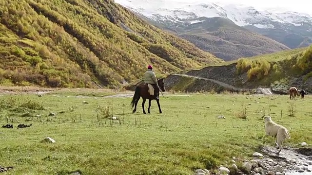 在Shkhara山脚下的山谷河流附近的一个令人惊叹的旅游景点放牧奶牛。上斯瓦内蒂，格鲁吉亚，欧洲。高加索山脉。高清视频视频素材