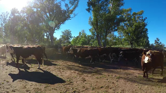 牛集合了草喂肉牛，搬进了院子里视频素材