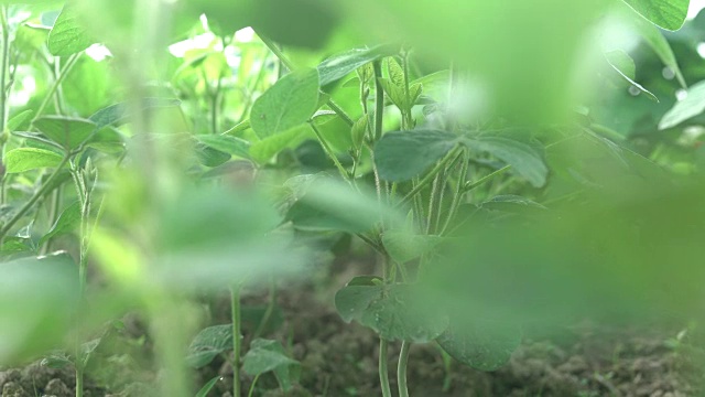 春季大豆在田间出芽视频素材