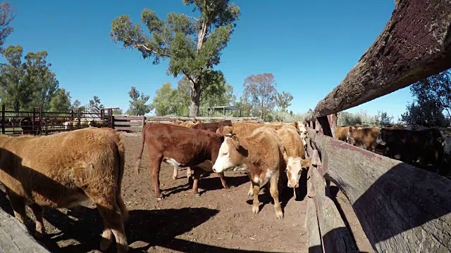 牛聚集着草喂肉牛，小牛在院子里视频素材