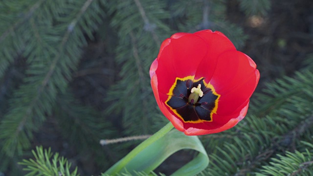 郁金香花上的杵和雄蕊视频素材