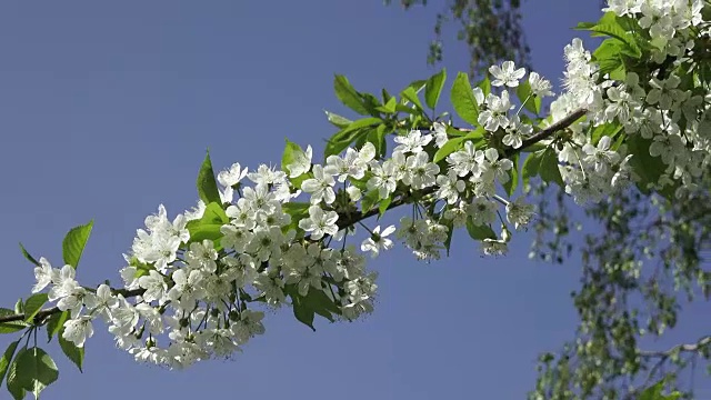 樱花，白色的花在蓝天的背景。视频素材