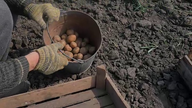 一个男人正从箱子里拿起一个土豆准备着陆。视频素材