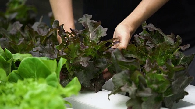 不认识的女人在水培农场手工采摘沙拉，蔬菜。视频素材