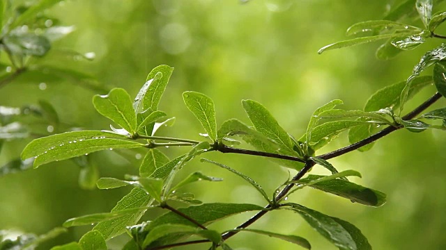 树上的叶子带着雨滴，泰国清迈视频素材