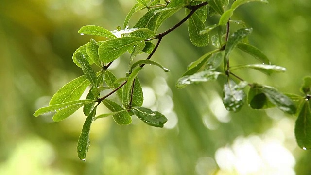 树上的叶子带着雨滴，泰国清迈视频素材