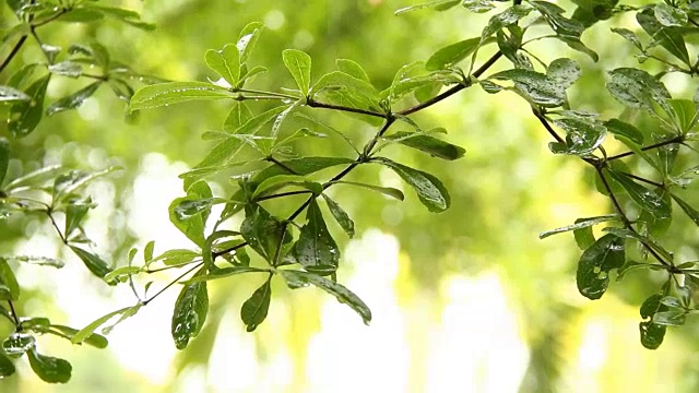 树上的叶子带着雨滴，泰国清迈视频素材