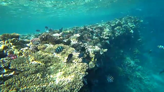 一名印度太平洋军士游过埃及红海的珊瑚礁视频素材