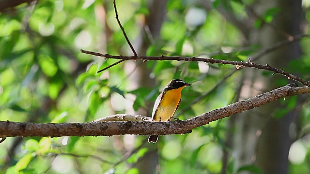 鸟，黄背Flycatcher (Ficedula zanthopygia) A Beautiful视频素材