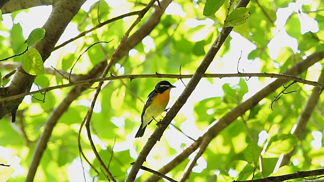 鸟，黄背Flycatcher (Ficedula zanthopygia) A Beautiful视频素材