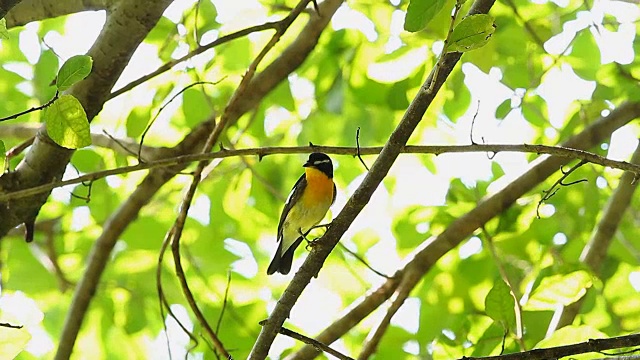 鸟，黄背Flycatcher (Ficedula zanthopygia) A Beautiful视频素材