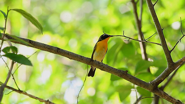 鸟，黄背Flycatcher (Ficedula zanthopygia) A Beautiful视频素材