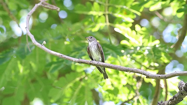 鸟，亚洲褐飞虱(Muscicapa Latirostris)站在树枝上视频素材