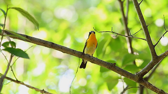 鸟，黄背Flycatcher (Ficedula zanthopygia) A Beautiful视频素材