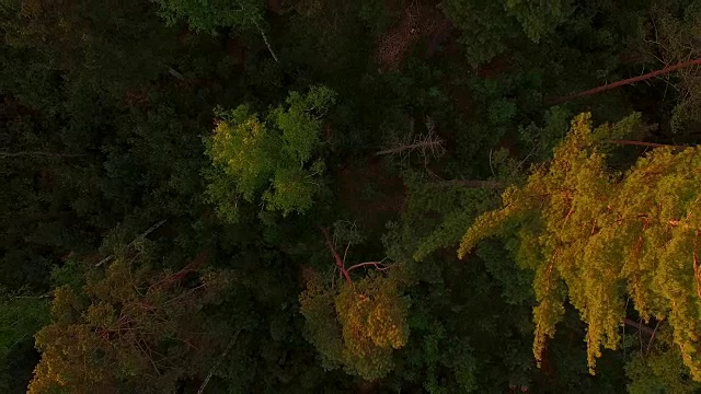 鸟瞰图:春天日落时的巴伐利亚森林视频素材