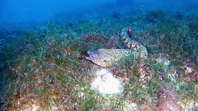 水肺潜水海洋海洋生物礁中的海鳗视频素材