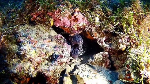 水肺潜水海洋海洋生物礁中的海鳗视频素材