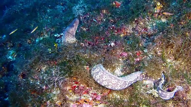 水肺潜水海洋海洋生物礁中的海鳗视频素材