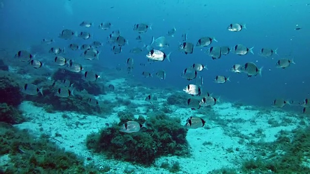 在地中海潜水视频素材