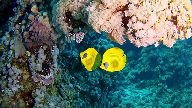 珊瑚礁中的黄色外科鱼，红海海洋生物视频素材