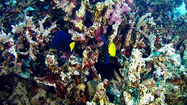 红海海洋生物-蓝色的外科医生鱼在暗礁视频素材