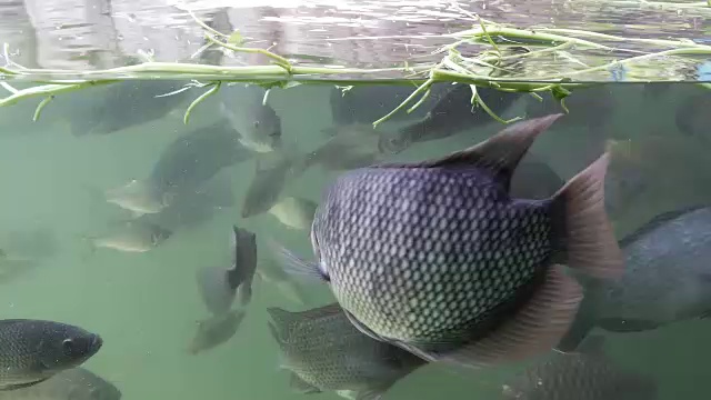 淡水鱼在水下游动。从侧面看。视频素材